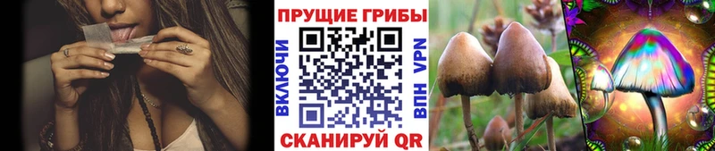 darknet Telegram  хочу наркоту  Бийск  Галлюциногенные грибы Psilocybine cubensis 